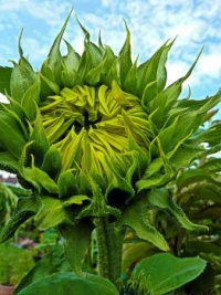 sunflower1-1