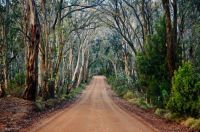 The road to Mount Canololas, just outside Orange, NSW, Aus