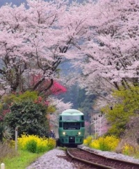 Cherry blossom tran in Japan