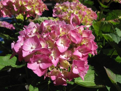 My Hortensia starts colouring♥