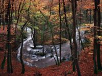 Autumn stream - Schonberger