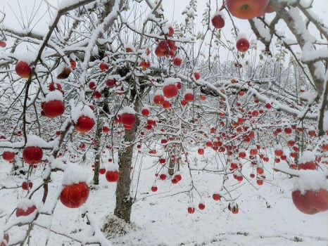 winter apples