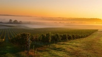 France_Sunrise_at_a_vineyard_Bordeaux