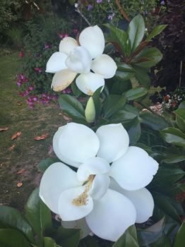 Sweet Magnolia Blossoms