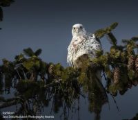 Gyrfalcon, great white -  largest in the world, Alaska USA