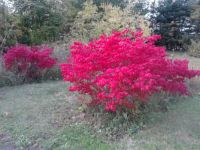 Fall Colour