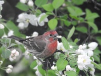 purple finch