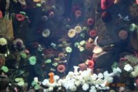 picture from toronto's ripleys aquarium