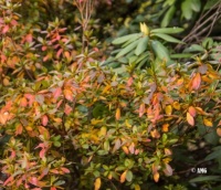 Azaleas In Autumn And Rhodo Buds Forming