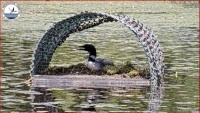 loon cam
