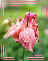 💜 Time for Aquilegia 💜