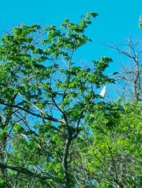 Great white egret