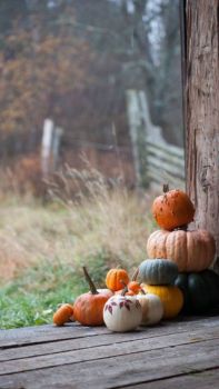 pumpkin porch