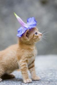 kitten in flower hat