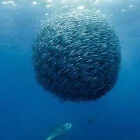 Weee, fish have fun too