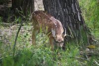 Fawn