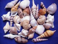 Sea shell 2