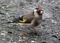 Goldfinch or Puttertje (NL)