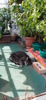 Coco 3. Snoozing in the greenhouse