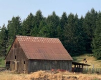 barn with cows