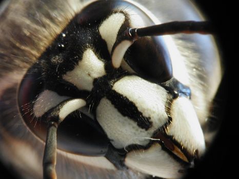 Bald_face_Hornet-2