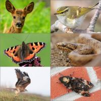 Beautiful photos of beautiful creatures 2