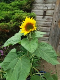 Self seeded Sunflower.