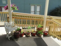 Porch Plants 2022