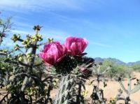 Springtime in Arizona