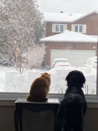 Let us outside!  Pete the cat and Otis the dog
