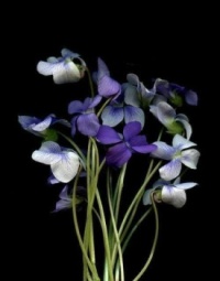 Viola odorata