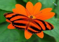 banded-orange-butterfly