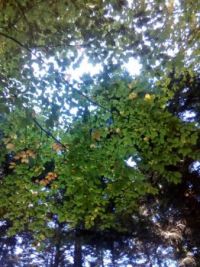 Leaves 1 / Levelek