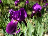 Spring Iris Blossoms