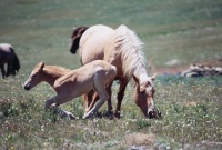 PRYOR MOUNTAIN MARE AND FOAL