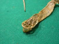 Snake Skin Close Up