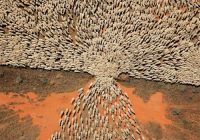 Herd of sheep passing thru a gate..