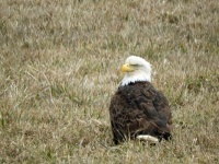 Bald eagle sitting in a field
