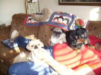 DOGS 2013 023