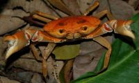 orange jungle crab