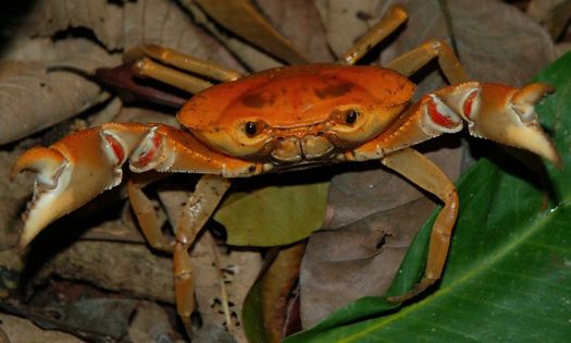 orange jungle crab