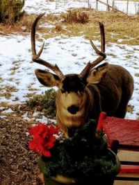 Merry Christmas from Colorado