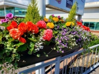 Road Side Flower Display