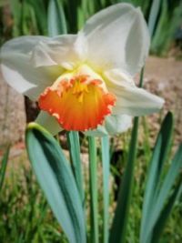 Daffodil