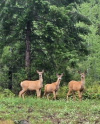 The three amigos
