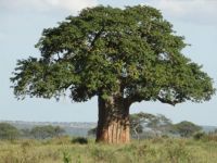 Boabab tree Tanzania