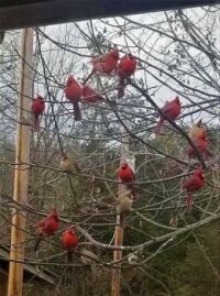 Tree full of Cardinals