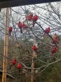 Tree full of Cardinals