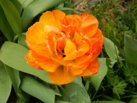 Double Tulip
