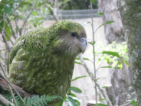 Sirocco - New Zealand Kakapo